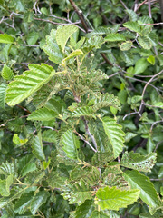 Alnus incana tenuifolia