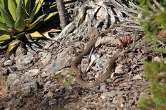 Masticophis mentovarius