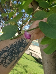 Bauhinia variegata