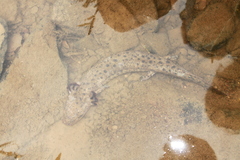 Necturus maculosus