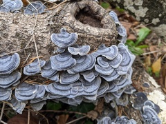 Trametes versicolor
