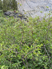 Alnus incana tenuifolia