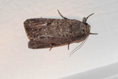 Spodoptera mauritia