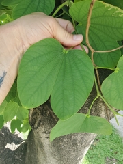 Bauhinia variegata
