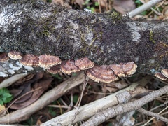 Daedaleopsis tricolor