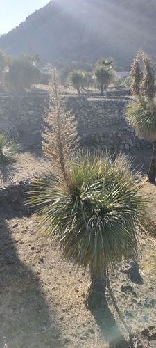 Nolina parviflora