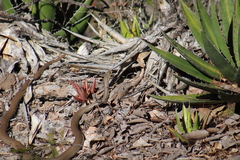 Masticophis mentovarius