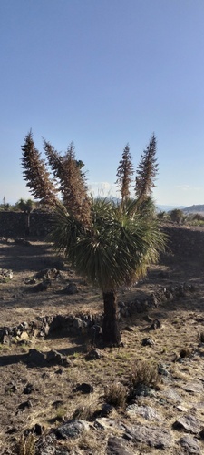 Nolina parviflora
