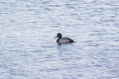 Aythya affinis