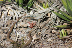 Masticophis mentovarius