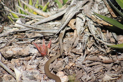 Masticophis mentovarius