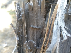Dasysyrphus