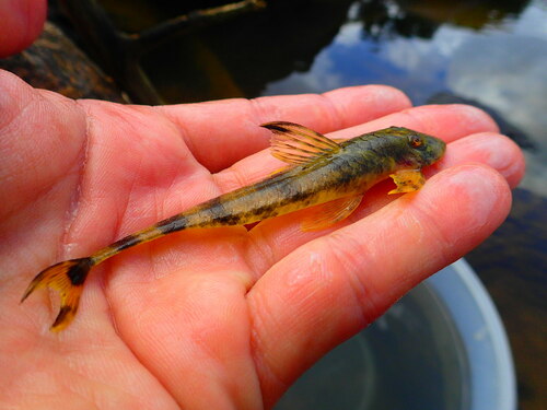 Guiana whiptail catfish (Harttia guianensis) — Loricariidae — 2