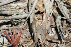 Masticophis mentovarius
