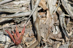 Masticophis mentovarius