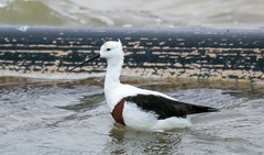 Cladorhynchus leucocephalus