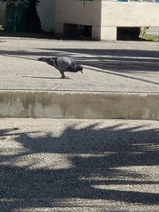 Columba livia domestica