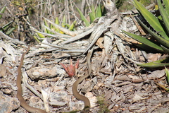 Masticophis mentovarius