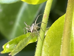 Oxyopes
