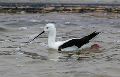 Cladorhynchus leucocephalus