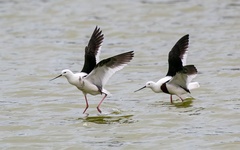 Cladorhynchus leucocephalus