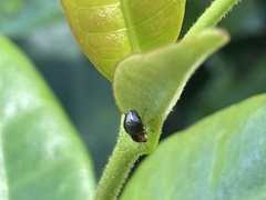 Steganopsis melanogaster