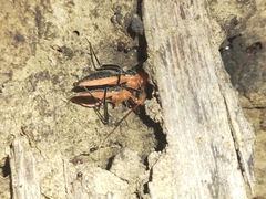 Gminatus