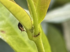 Steganopsis melanogaster