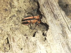 Gminatus