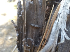 Dasysyrphus