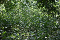 Petiveria alliacea