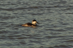 Oxyura jamaicensis