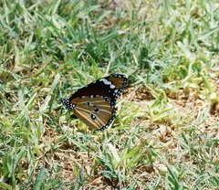 Danaus chrysippus orientis