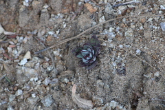 Echeveria nodulosa