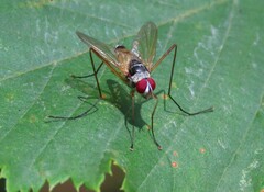 Cholomyia inaequipes
