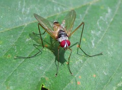 Cholomyia inaequipes