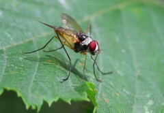 Cholomyia inaequipes