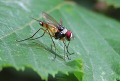 Cholomyia inaequipes
