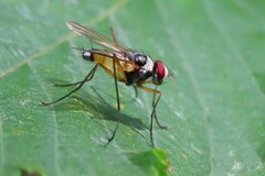 Cholomyia inaequipes