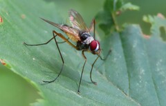 Cholomyia inaequipes