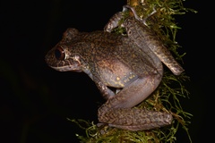 Pristimantis labiosus