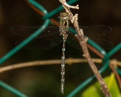 Austroaeschna pulchra