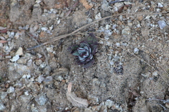 Echeveria nodulosa