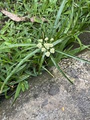 Cyperus luzulae
