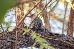 Melanerpes uropygialis