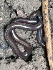 Indotyphlops braminus