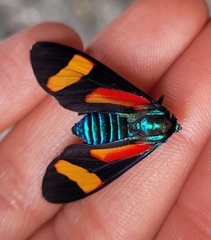 Cyanopepla submacula borealis