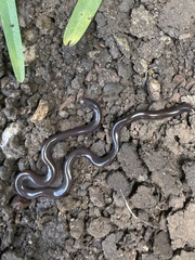 Indotyphlops braminus