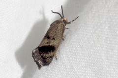 Pycnocera hypoxantha