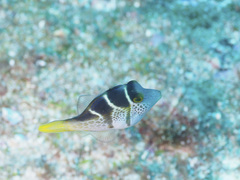 Paraluteres prionurus